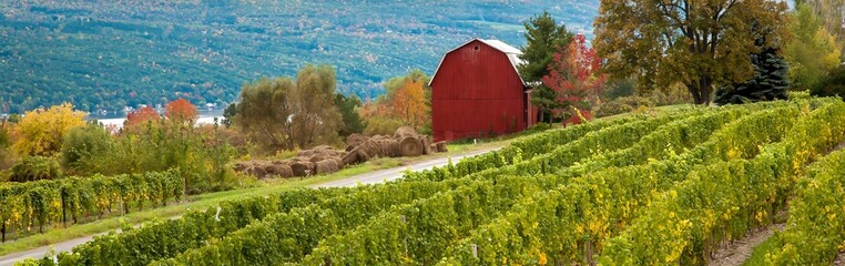 A vineyard and red barn at a winery in the finger Lakes region of upper New York