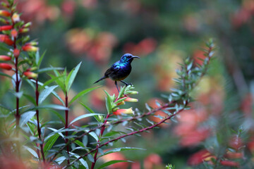 The variable sunbird or yellow-bellied sunbird (Cinnyris or Nectarinia venustus) in Nyungwe National Park, Rwanda