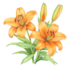 Fototapeta premium Bright orange tiger lily, watercolor style
