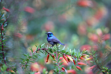 The variable sunbird or yellow-bellied sunbird (Cinnyris or Nectarinia venustus) in Nyungwe National Park, Rwanda