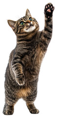 Fototapeta premium PNG Playful cat reaching upward
