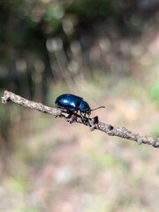 Cobalt Milkweed Beetle