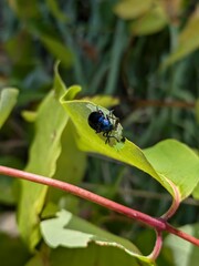 Cobalt Milkweed Beetle