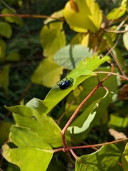 Cobalt Milkweed Beetle