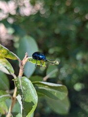 Cobalt Milkweed Beetle