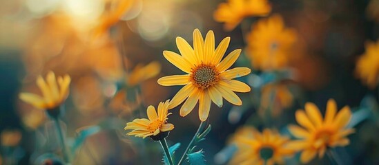Yellow Flowers Blossom In The Garden Focus Yellow Flower Close Up
