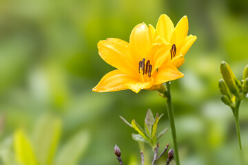 高原のニッコウキスゲ