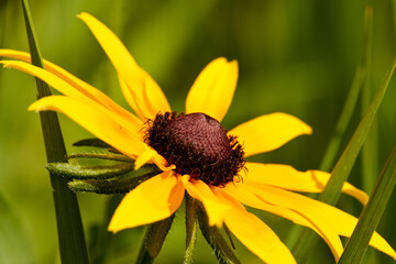 Brown-eyed Susan side view, as it grows in the July morning sun within the Pike Lake Unit, Kettle Moraine State Forest, Wisconsin