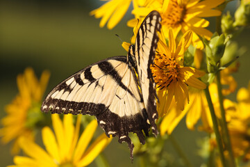 Swallowtail butterfly feeding on the Cup Plant flowers with the Pike Lake Unit, Kettle Moraine...