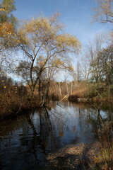 autumn in the park