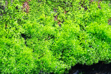 Fototapeta premium A green mossy plant is growing on a wall. The plant is green and has a fuzzy texture