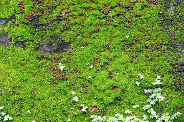 A green mossy wall with white flowers growing on it