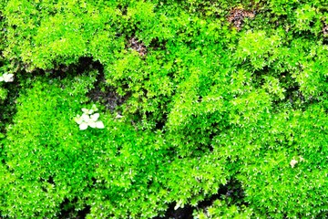 A green mossy plant with a small white flower growing on it. The plant is very green and has a lot of leaves