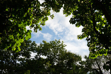 A tree with leaves is in the middle of a forest. The sky is blue and the sun is shining