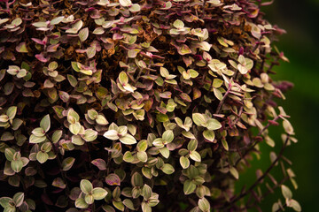 A plant with green and brown leaves is growing on a green background