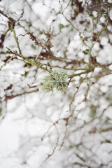 Green Branch with Oakmoss Farinose Cartilage lichen in the Winter