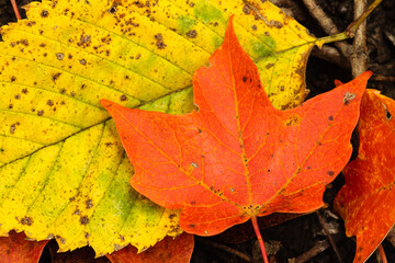 Autumn colors on the ground, as the maples overlap with the elm leaves within the Pike Lake Unit, Kettle Moraine State Forest, Hartford, Wisconsin