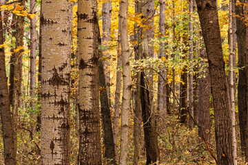 Looking through an aspen grove within the Pike Lake Unit, Kettle Moraine State Forest, Wisconsin, in mid-October autumn, with its  mix of green and yellow
