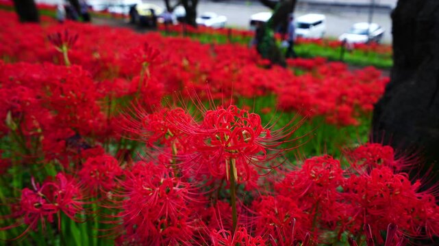 Red spider lilies&nbsp;(Lycoris radiata) at Satte's&nbsp;Gongendo park