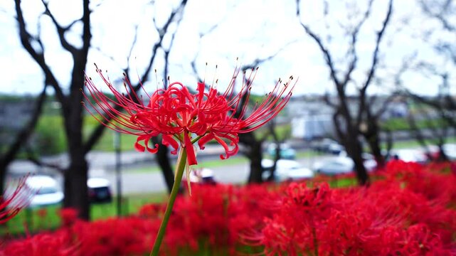 Red spider lilies&nbsp;(Lycoris radiata) at Satte's&nbsp;Gongendo park