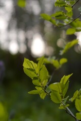 Primer plano de una rama con hojas verdes iluminada por el sol