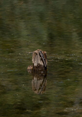 stump in the water of a reed reflected pond