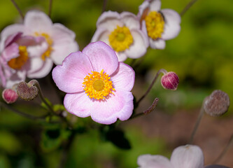 Beauty of Japanese Anemone Flower