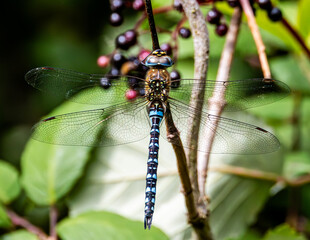 close up of a dragonfly, common hawker