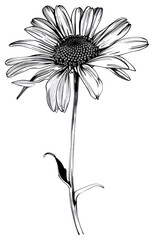 PNG Detailed black-and-white flower illustration