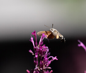 hummingbird moth
