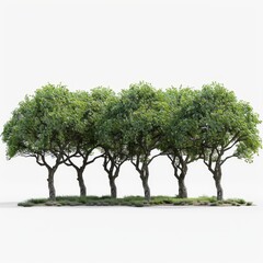 Fototapeta premium A row of trees with dense green foliage, perfect for landscaping and design projects, creating a natural and vibrant look.