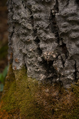 bark of a tree