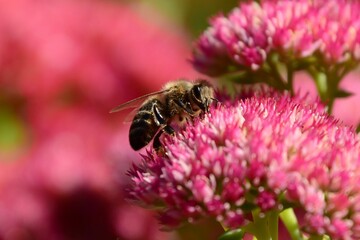 Closeup of bee gathering pollen on Sedum plant flower in an outside garden in Southern Ontario during summer.