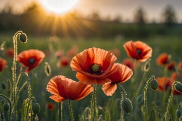 Red poppies in the fields in the sunlight.