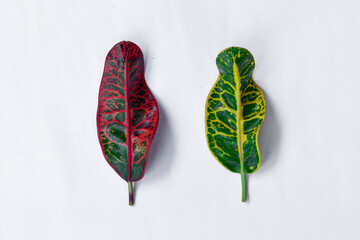 Colorful leaf texture isolated on white background, beautiful croton (Codiaeum variegatum) leaves © Semoga