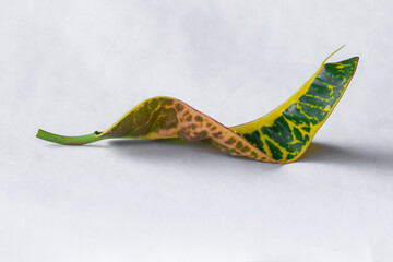 Colorful leaf texture isolated on white background, beautiful croton (Codiaeum variegatum) leaves © Semoga