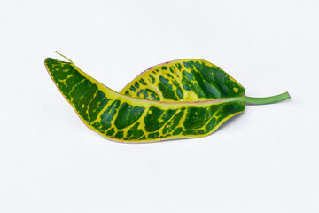 Colorful leaf texture isolated on white background, beautiful croton (Codiaeum variegatum) leaves