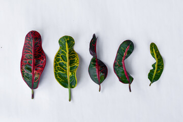 Colorful leaf texture isolated on white background, beautiful croton (Codiaeum variegatum) leaves © Semoga