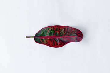 Colorful leaf texture isolated on white background, beautiful croton (Codiaeum variegatum) leaves © Semoga