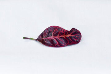 Colorful leaf texture isolated on white background, beautiful croton (Codiaeum variegatum) leaves © Semoga