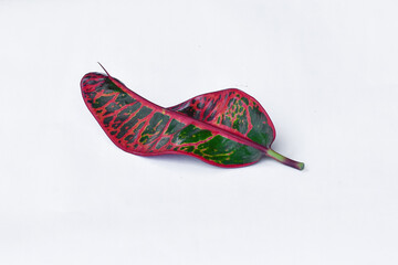 Colorful leaf texture isolated on white background, beautiful croton (Codiaeum variegatum) leaves © Semoga
