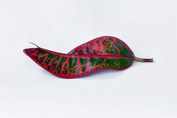 Colorful leaf texture isolated on white background, beautiful croton (Codiaeum variegatum) leaves © Semoga