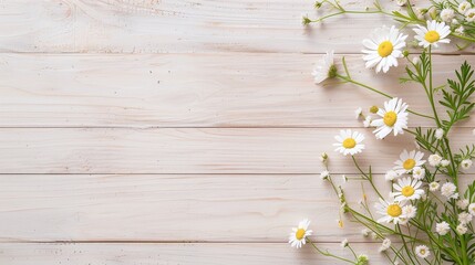 Obraz premium White daisies arranged on light wooden background with copy space for text. Minimalist floral design perfect for spring banners, wedding invitations, or social media marketing.