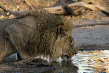 Naklejka premium solitary male lion close up drinking water seen on an african safari, Botswana