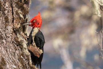 Beautiful male Woodpecker, Patagonia, South America.