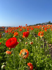 Field of Yellow and Red Flowers under a Clear Blue Sky in San Diego, California