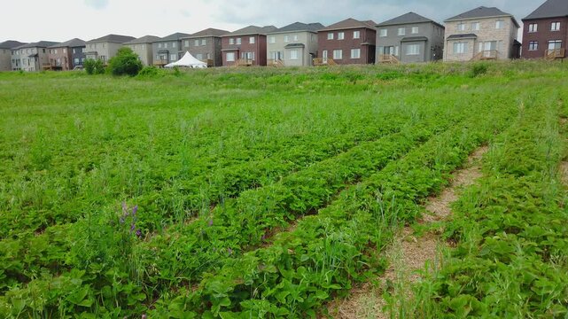 Strawberry fields in summer on an organic farm in Markham, Ontario, Canada.