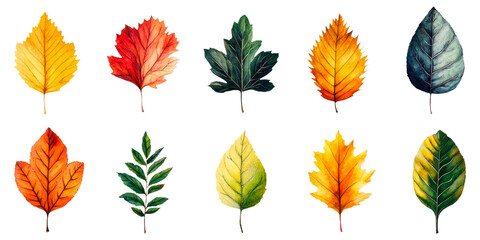 Obraz premium set of autumn leaves