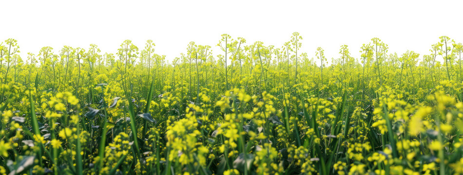PNG Vibrant yellow flower field