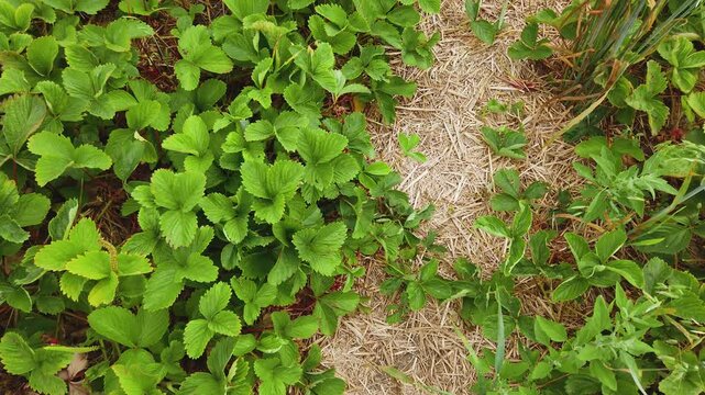 Strawberry fields in summer on an organic farm in Markham, Ontario, Canada.